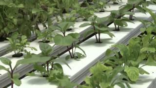 Sarasota Farmers Market Manager's Field Trip: David Hamlin Aquaponics farm.