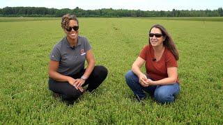 Bumper Crops: Integrated Pest Management for Cranberry Crops