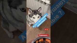 Правильное питание для собак #хаски