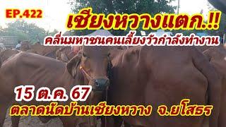 EP.422 ราคาวัววันนี้ 15 ต.ค. 67 ตลาดนัดบ้านเชียงหวาง จ.ยโสธร