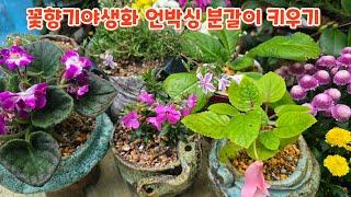 #꽃향기야생화 언박싱 키우기 분갈이 #사랑초 #유럽패랭이 #바이올렛 #국화