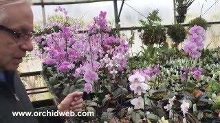 OrchidWeb - Phalaenopsis schilleriana