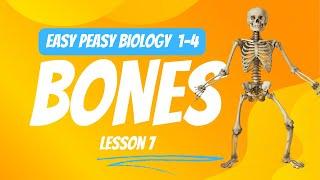 Easy Peasy Biology 1-4 Lesson 7: Bones