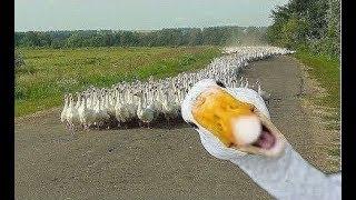 Angry Goose Chasing People And Animals - Funny Geese Attack Videos Compilation 2018 [BEST OF]