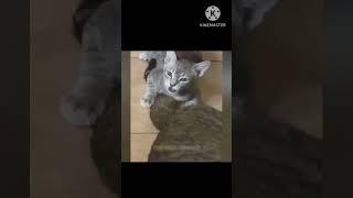 funny videos of animals captured | #shorts #short | FUNNY GENIX