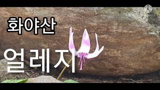 화야산 얼레지