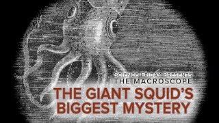 The Giant Squid's Biggest Mystery