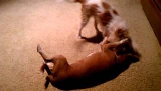 bella and bianca chihuahua mix puppies playing