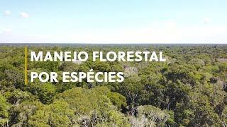 Manejo florestal por espécies