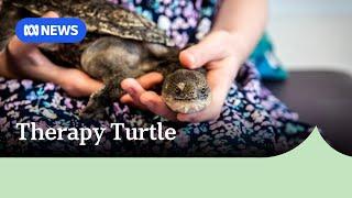 Timmy the Therapy Turtle helps young patients one slow and steady step at a time | ABC News