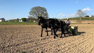 3 year old Percheron horse team, Jean and Grace, planting corn. Visit to an Amish farm.