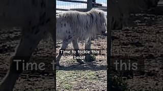 Shedding out my tiny Mammoth 