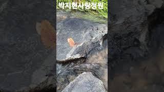 #박지현사랑 #운명같은여인 #깊은산골의향연 #팔도강산낚시