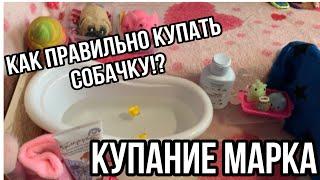 КАК правильно КУПАТЬ сквиши СОБАЧКУ