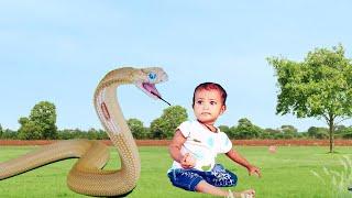 Cobra snake video || saamp wala video ||  snake video