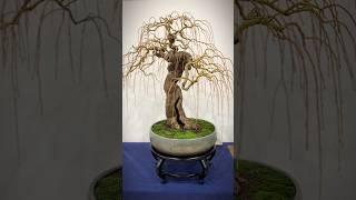 Spectacular Weeping Willow at the Swindon Bonsai Show 2024. #bonsai #bonsaitree #bonsaishow #tree