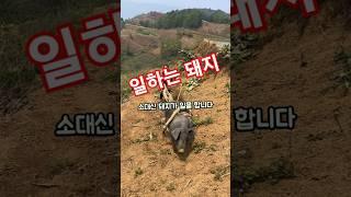 소 대신 일하는 돼지?! 매일 등산하는 흑돼지 베이컨의 하루