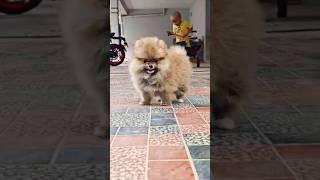 #viralvideo #puppy  top quality mini pom available