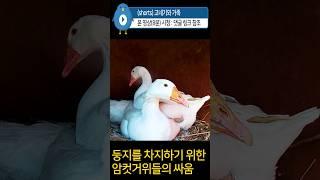 둥지를 차지하기 위한 암컷 #거위들의 싸움  #goose