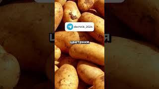 Хитрости для сада - Дачные советы | Огород #дача #овощи #сад #огород