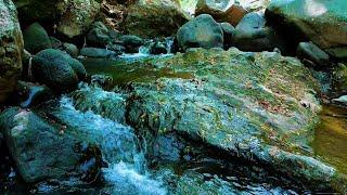 Forest River Sounds Calm, Beautiful River Sounds, Peaceful River Flowing for Sleeping, Relaxing