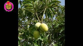 scientific classification of mango/ scientific properties of mango/mango scientific name.