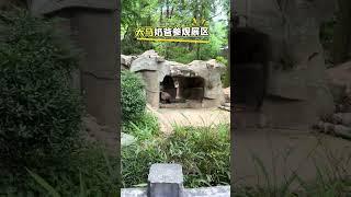 听说偶遇了大马奶爸赛夫拉国宝大熊猫大熊猫国宝熊猫熊猫国宝不愧是国宝