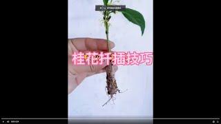 桂花扦插繁殖，包纸巾生根。How to propagate osmanthus by cuttings