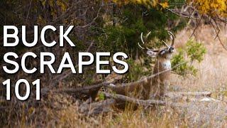 Understanding & Hunting Whitetail Buck Scrapes | Where, When & Why Bucks Scrape