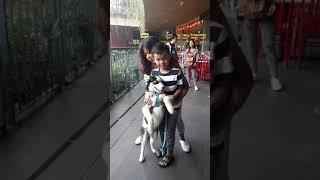Siberian husky meet enzo