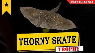 RF4 - Russian Fishing 4 - Thorny skate  - Trophy - Norwegian sea