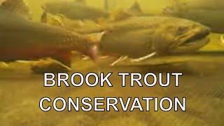 Brook Trout Conservation At Work