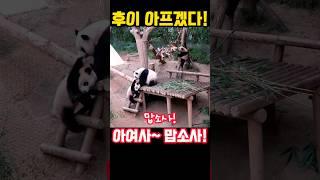 미안~후이야~#아이바오 #후이바오 #사랑이