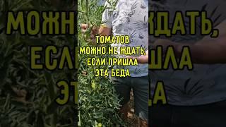 Останетесь без урожая томатов, если пришла эта беда. Как её победить?