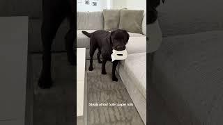 King of stealing toilet paper rolls  #puppy #retreiver #dog #labrador #labradorretriever #dogmom