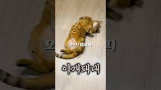 상위 1% 멘사 고양이