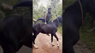 Mount || Horse || Without || Saddle || Rider || Shorts || IA || WhatsApp || Status