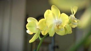How to Grow Orchids Indoors | At Home With P. Allen Smith