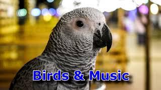 Mission Start - The Brothers Record (Birds & Music)