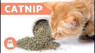 What is CATNIP and How Does it Work? - Effects and Benefits