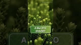 Интересные факты о ваших растениях 