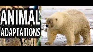 Animal  Adaptations for Kids -Lesson with Quiz