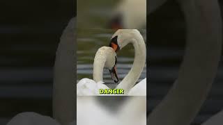 Swan’s eggs flooded before they could hatch #animals #wildlife #help #love
