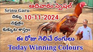 10 November 2024 Today Winning Colours#kukkutasastram  @SrinuGariFarms   @SrinuGaruSGF