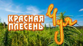 Красная Плесень - Чуя | Лучшие песни @kr.plesen