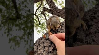 Will he or Wont he with Squirrel Baby Light Speed #animals #games #play #challenge #action #free #yt