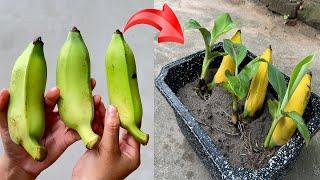 SUMMARY OF 4 SUPER FAST TECHNIQUES to propagate banana plants using coca or pepsi, super growth