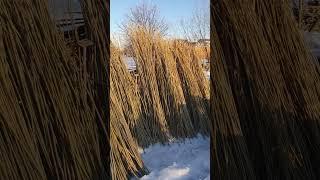 Прут ивы для плетеных изделий и изгородей - стадия сортировки по размерам. Подготовка к отправке.