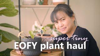 Super tiny Philodendron Paraiso Verde and Pothos Manjula | I got mail! EOFY plant sale