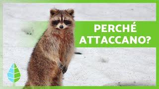 I PROCIONI SONO AGGRESSIVI?  | Attacchi di procioni alle persone